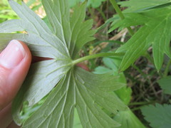 Delphinium trolliifolium