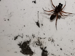 Microlinyphia pusilla