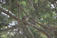 Canachites canadensis