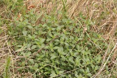 Ziziphora clinopodioides