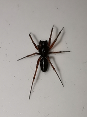 Microlinyphia pusilla