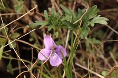 Viola dissecta