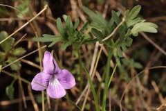 Viola dissecta