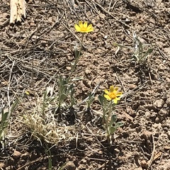 Tetraneuris argentea