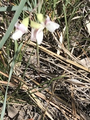 Tetraneuris argentea