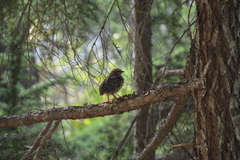Canachites canadensis