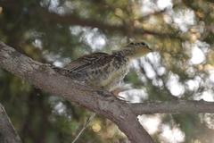 Canachites canadensis
