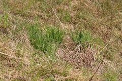 Hemerocallis minor