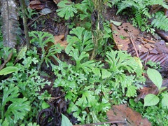 Selaginella articulata