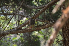 Canachites canadensis