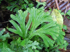 Selaginella articulata