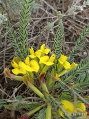 Astragalus buchtormensis