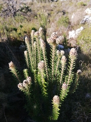 Phylica strigosa