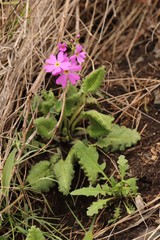 Primula cortusoides