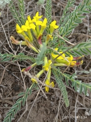 Astragalus buchtormensis