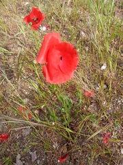 Papaver rhoeas