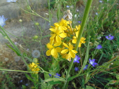 Hypericum perfoliatum
