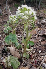 Petasites albus