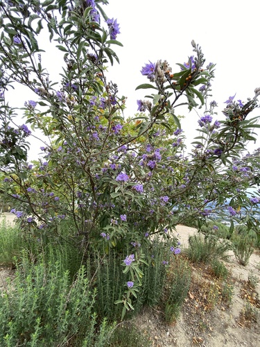 lanceleaf nightshade