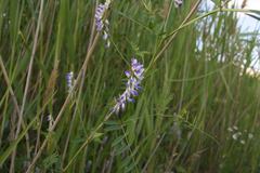 Vicia biennis