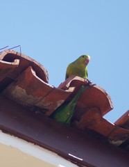 Brotogeris tirica
