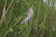 Vicia biennis