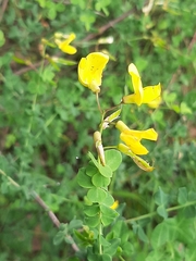 Cytisophyllum sessilifolium