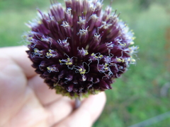 Allium amethystinum