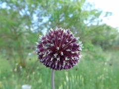 Allium amethystinum