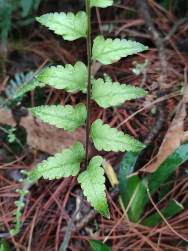 Microlepia marginata iNat (2)