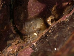 Aulactinia stella