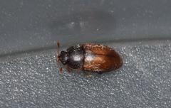 Epuraea melanocephala