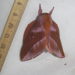 Othorene purpurascens