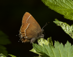 Callophrys johnsoni