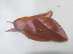 Othorene purpurascens