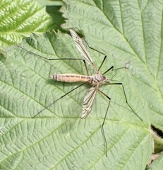 Tipula vernalis
