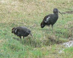 Bostrychia carunculata