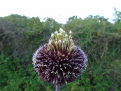 Allium amethystinum