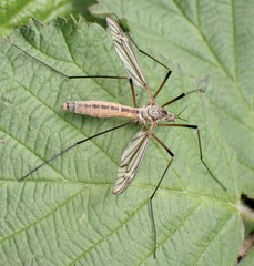 Tipula vernalis