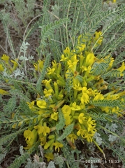 Astragalus buchtormensis