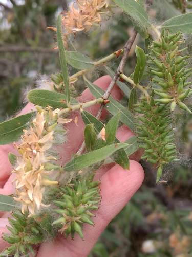 iNaturalist observation photo of Willows