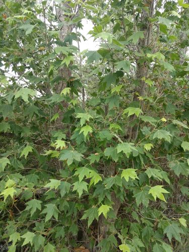 iNaturalist observation photo of western sycamore