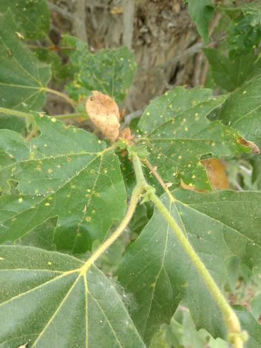 iNaturalist observation photo of Sycamore Scale