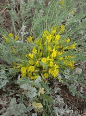 Astragalus buchtormensis