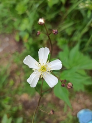 Ranunculus aconitifolius