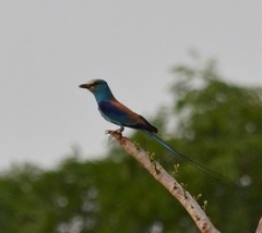 Coracias abyssinicus