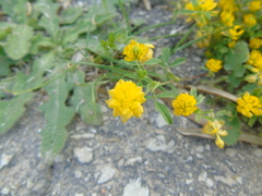 Trifolium patens