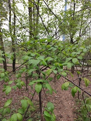 Prunus pseudocerasus