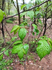 Prunus pseudocerasus