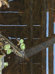 Isoetaceae